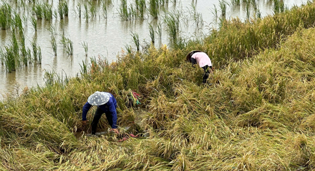 Lúa chín, thiếu máy gặt người dân như ngồi trên đống lửa (22/09/2024)